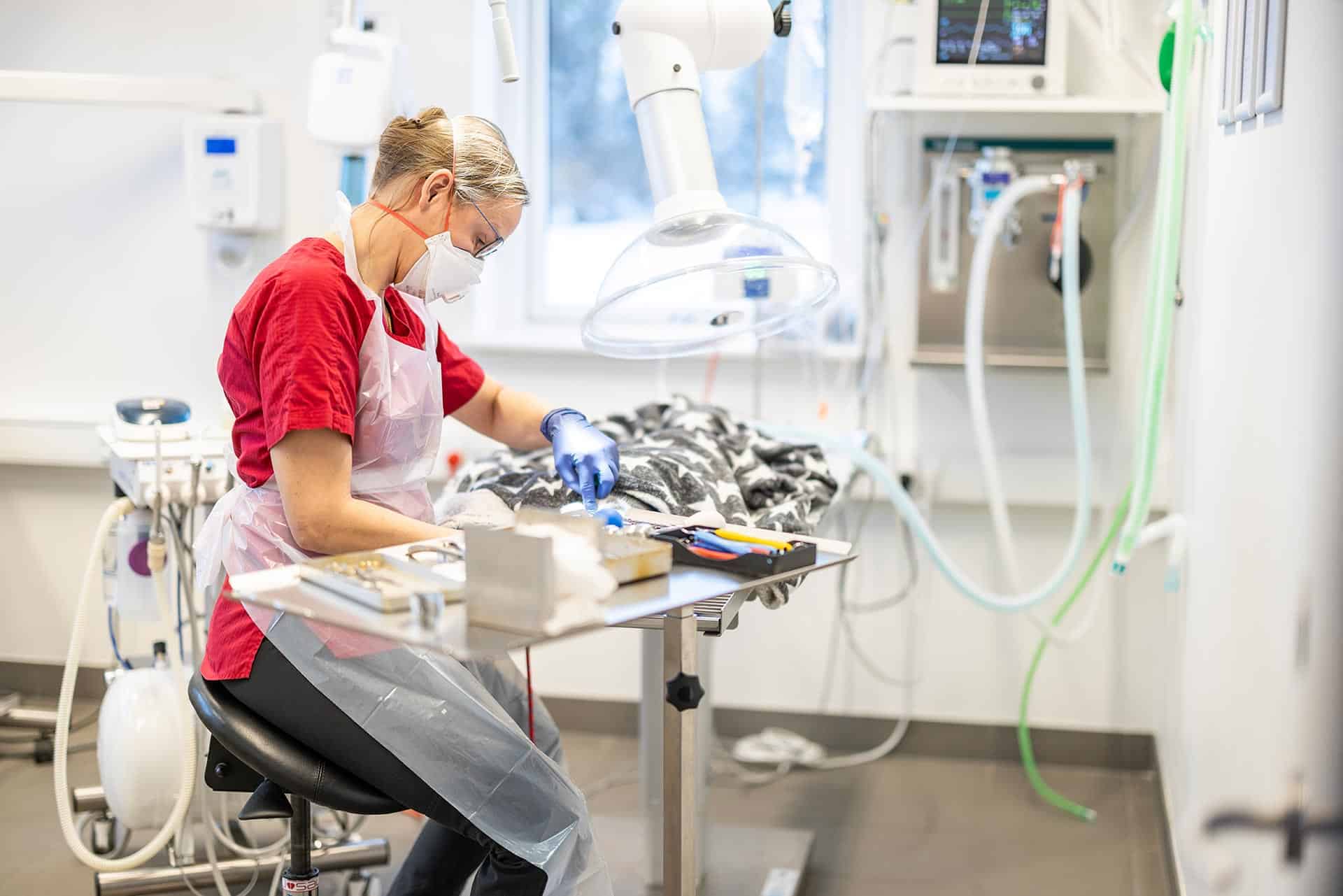 Dyrlæge opererer kat hos Snertinge Dyrehospital