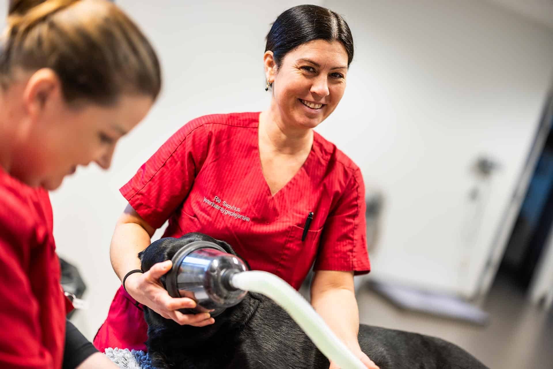 Veterinærsygeplejerske lægger hund i narkose